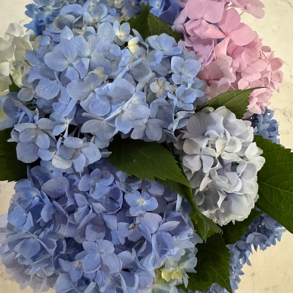 bell_lilly
